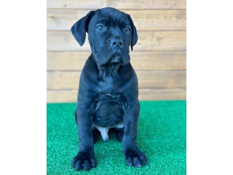 Evinizin yeni üyesi cane corso kapıda ödeme vardır