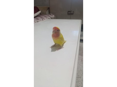Papağanımızı sahiplendiriyorum
