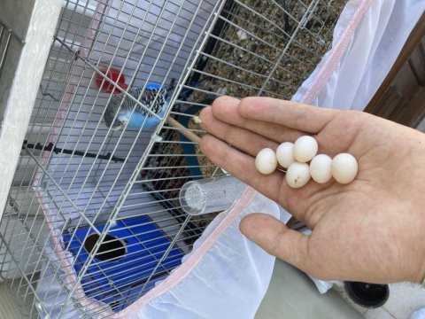 Evcil yumurtalı sezonun en iyisi yetişkin/yavru muhabbet