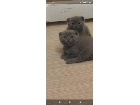 5 haftalık dişi sevimli pati dostlari