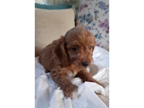 Sevimli maltipoo bebeğimiz yer çorlu