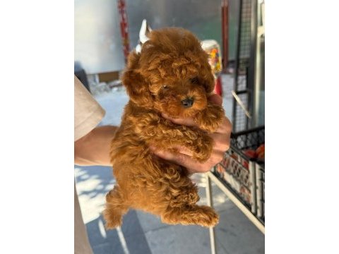 Sağlık ve ırk garantili toy poodle