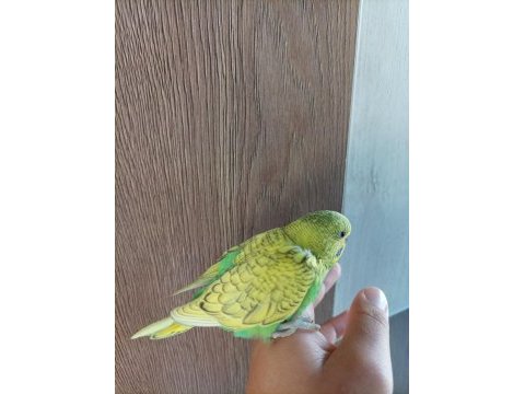 Yavru muhabbet kuşu yeni yeme düşmüş yavrular