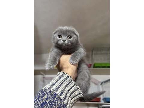 A kalite top kafa erkek scottish fold yavrumuz