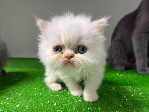 Irk ve sağlık garantili persian