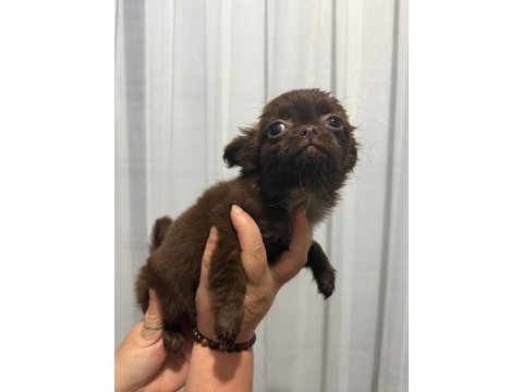 Chihuahua yavrular