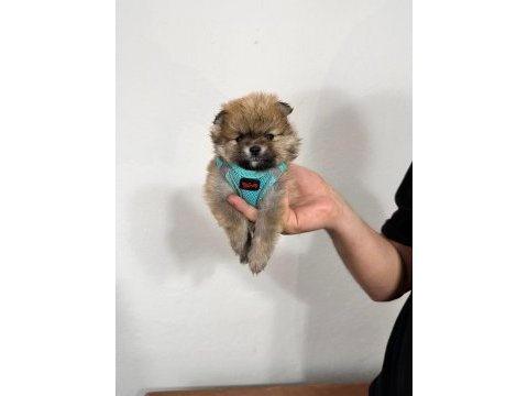 Pomeranian boo