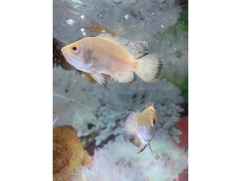 Erkut pet'den albino kaplan oscar astronot balıkları