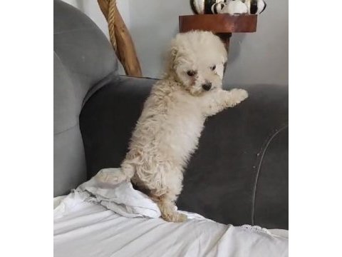 Anne altından o orjinal maltipoo bebekler
