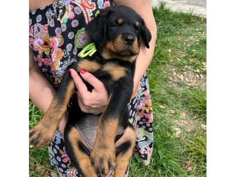 Rottweiler yavrularımız