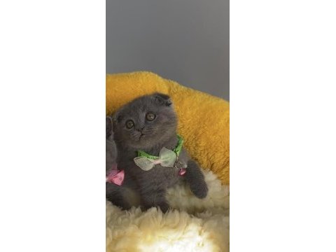 Ayı suratlı blue scottish fold bebeğim