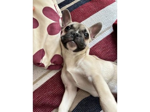3 aylık french bulldog