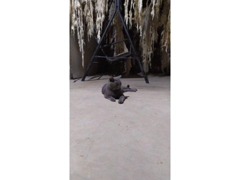 Anaç british shorthair kedimiz