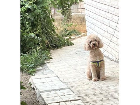Toy poodle dişi 17 aylık