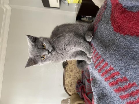 British shorthair dişi kedimi sahiplendiriyorum