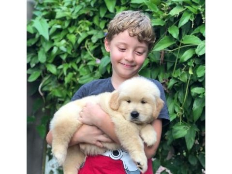 Golden retriever yavrularım