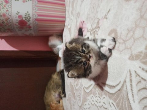 Sahiplenme cins chinchilla kedisi