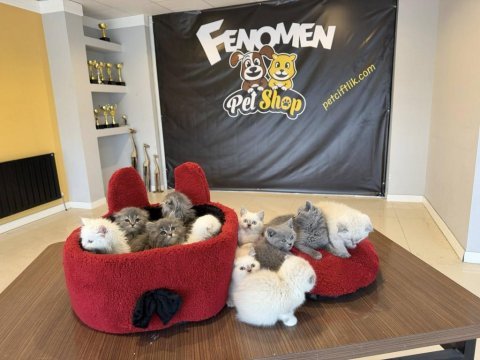 En güzel british shorthair yavrular ankara