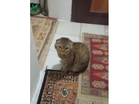 Scottish fold kedimizi sahiplendirme