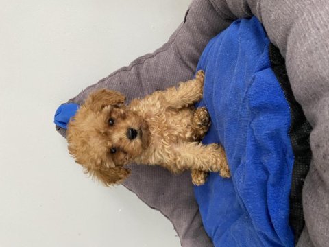 Teacup toy poodle yavrumuz yeni ailesini arıyor