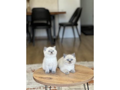 Sevecen britiah shorthair blue poimt yavrum