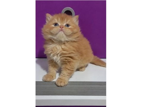 Red british longhair safkan yavrumuz