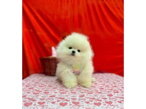 Safkan pomeranian boo yavrularımız