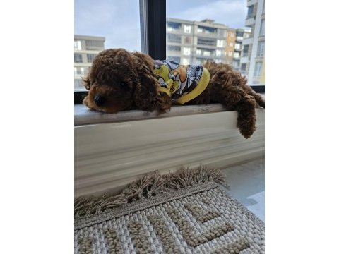 4 aylık dişi oyun bağımlısı poodle