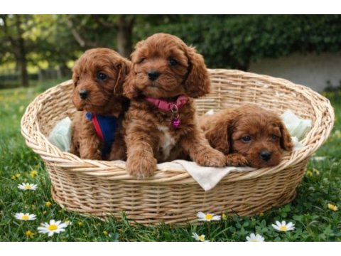 Gerçek cavapoo anne babadan orjinal