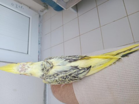 Yeme düşen sultan papağanı bebekler