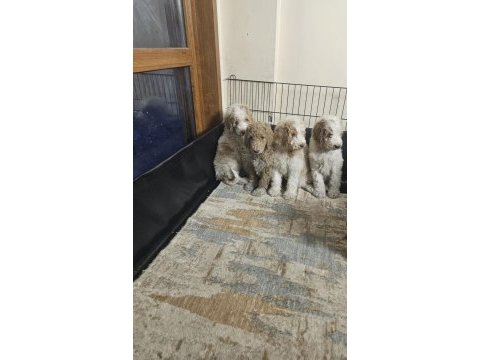 Gıant (dev) poodle yavrular