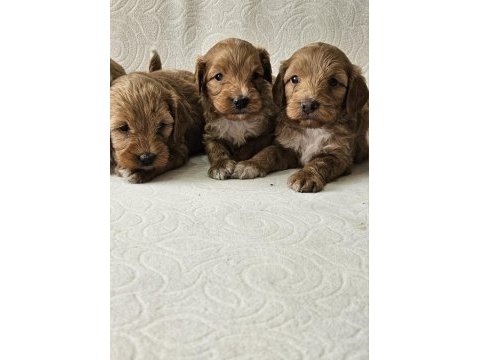Poodle ayarında maltipoo köpekler