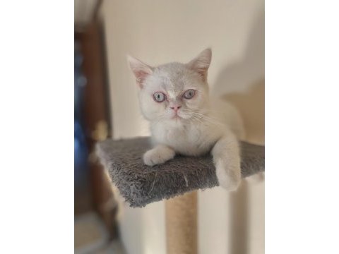 British shorthair erkek yavru
