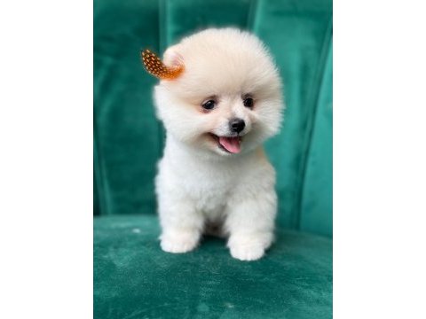 Pomeranian boo köpeği