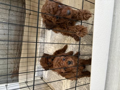 Toy poodle teslime hazır dişi erkek yavrular