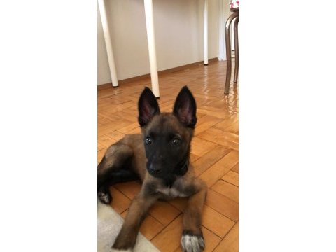 4 aylık yavru malinois