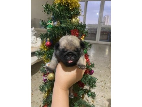 Yavru pug mops
