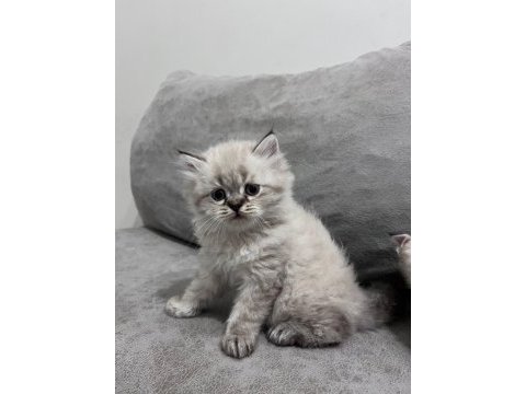 British longhair 2 aylık erkek