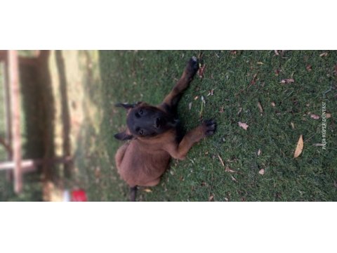 Bursa malinois krallığı'ndan yavrular