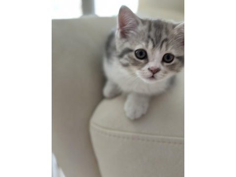 2 aylık british shorthair