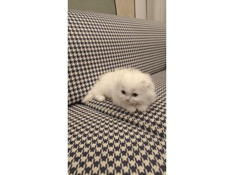Scottish fold longhair dişi mavi gözlü