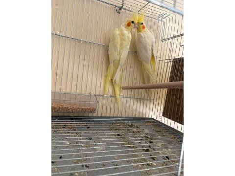 Çiftlemeye başladı ilk yumurta yakın eş kuşlar