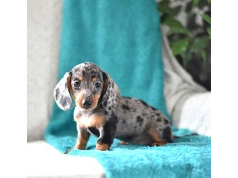 Mini blue merle aşılı garantili dachshund bebeğimiz