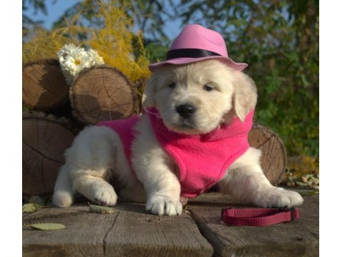 Golden retriever adrese teslim hizmetimiz vardır