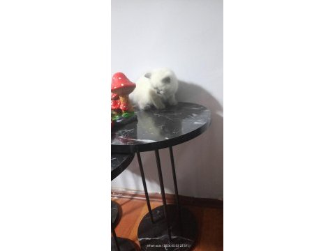 20 güne teslim kediler