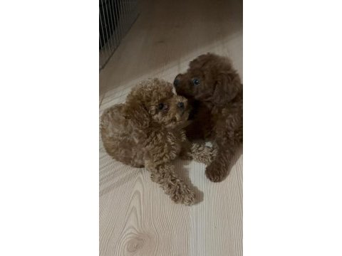 Kore toy poodle