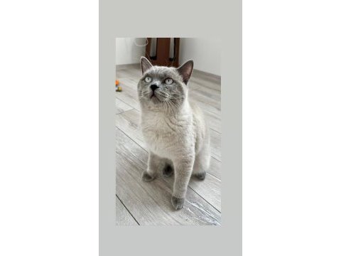 British shorthair blue point erkek 1 yaşında