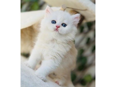 Safkan muazzam tip top kafa erkek british longhair
