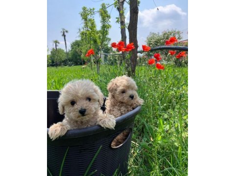 Irk garantili maltipoo yavruları
