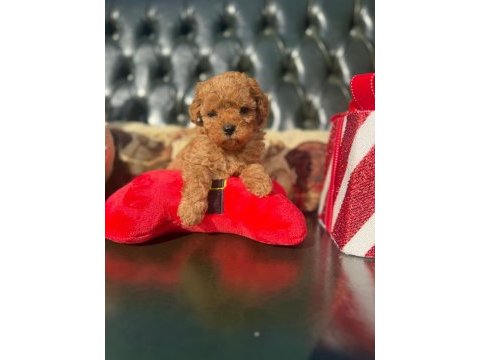 Poodle ırkının en iyilerini isteyenlere